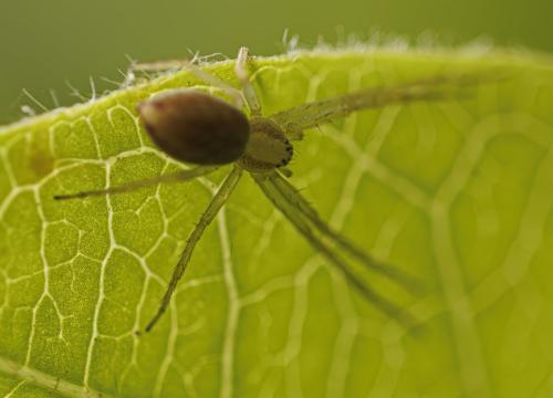 Philodromus sp.